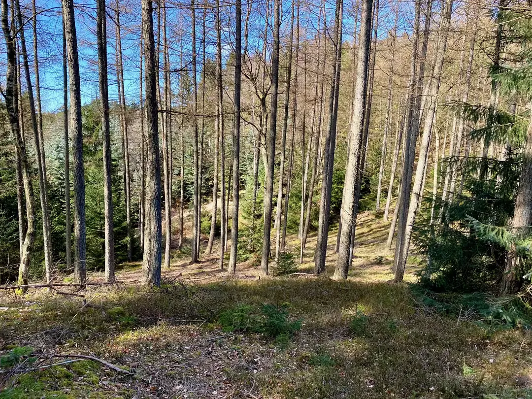 Billede af skovområdet ved Bjørnholthytten