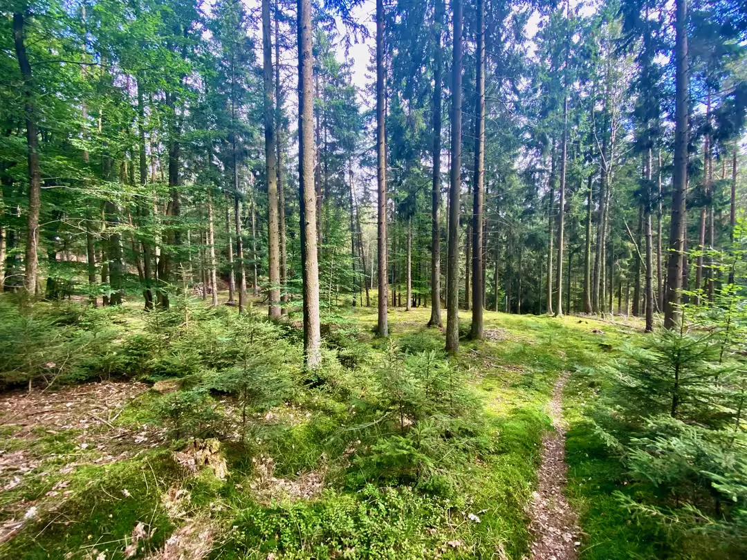 Lysåben skov ved Bjørnholthytten