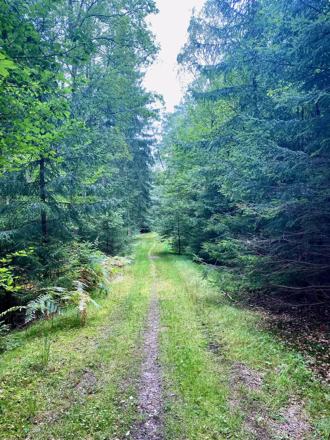 Skovsti i skoven ved Bjørnholthytten