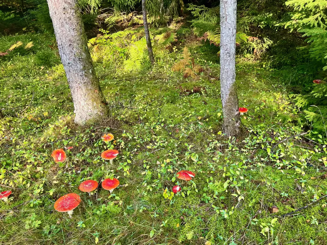 Svampe i skovbunden ved Bjørnholthytten